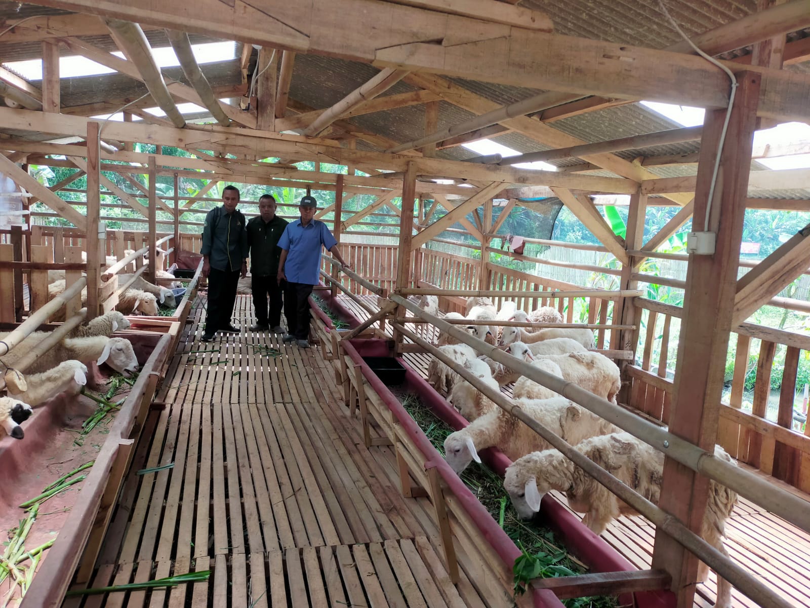 Mengakselerasi Potensi Desa: Monitoring Usaha Peternakan Domba BUMDes Cisarua oleh Pemerintahan Kecamatan Nagrak