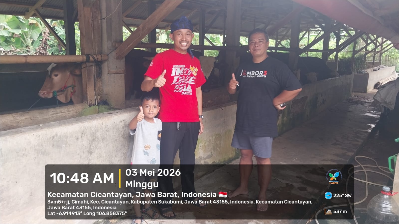 BUMDESMA Nabiya LKD Siapkan 30 Ekor Sapi Qurban Terbaik, Siap Panen Menjelang Idul Adha 2026!