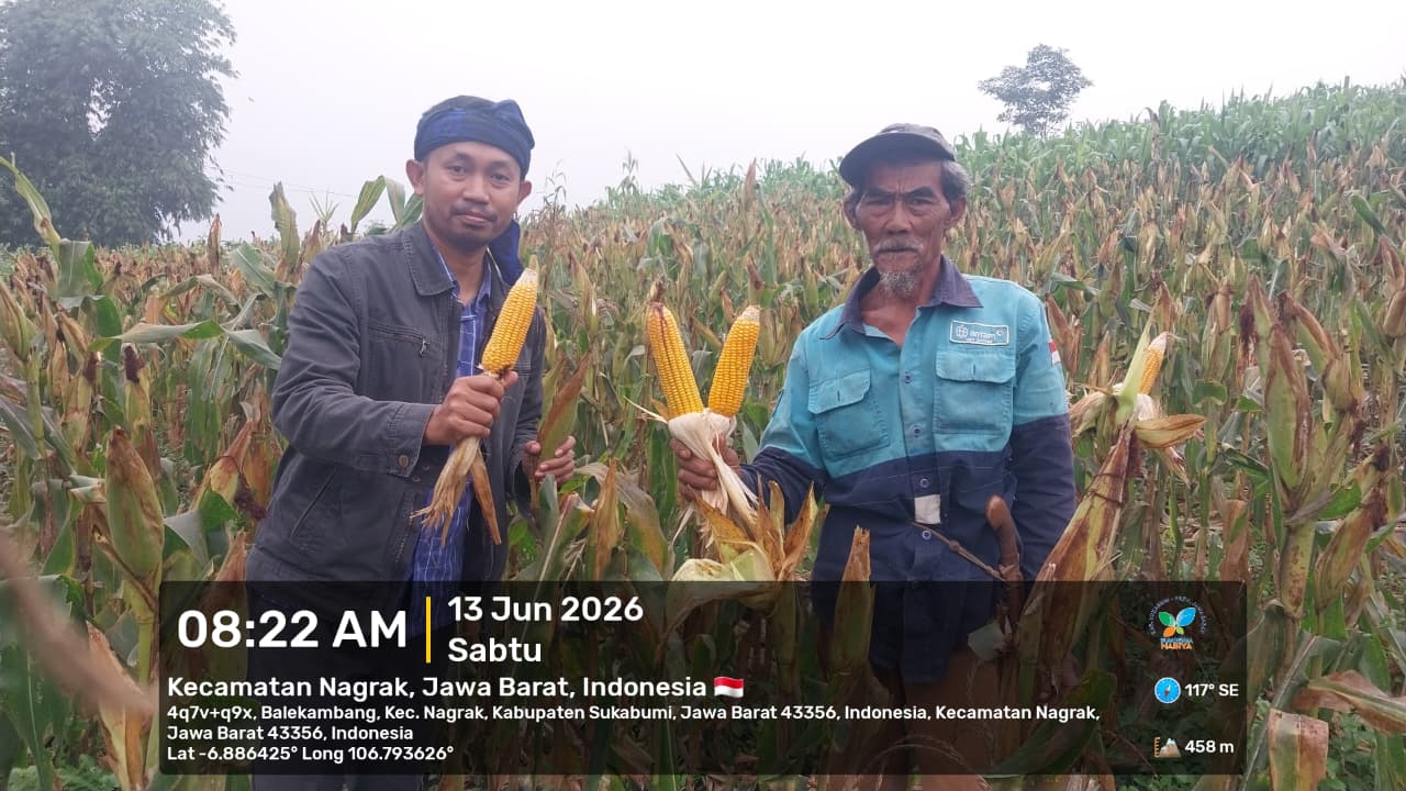 Dongkrak Ketahanan Pangan, BUMDesma Nabiya LKD Panen 1 Hektare Jagung Hibrida di Balekabang