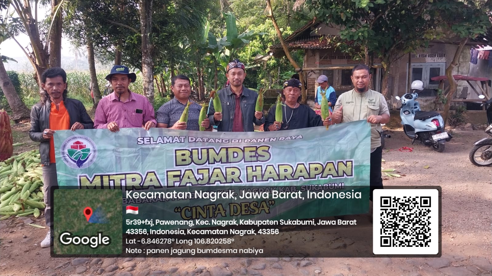 Hadapi Fluktuasi Pasar, BUMDesma Nabiya dan Mitra Binaan Sukses Panen Jagung Manis 1,7 Ha di Nagrak