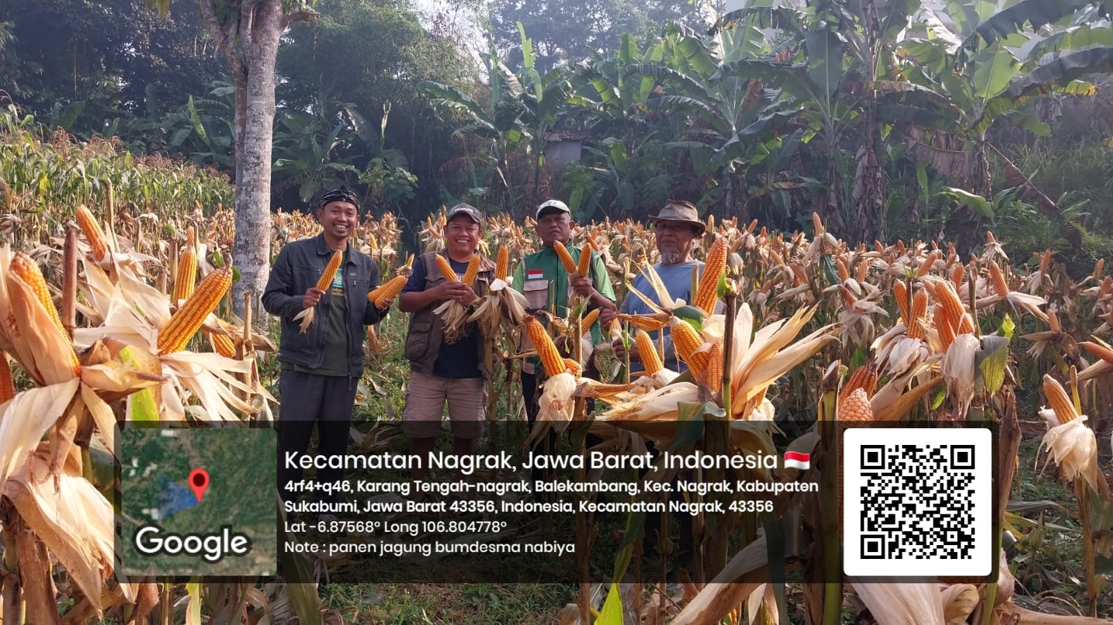Sinergi Membawa Berkah: BUMDesma Nabiya LKD dan Petani Balekambang Sukses Gelar Panen Raya Jagung Hibrida 1 Hektar