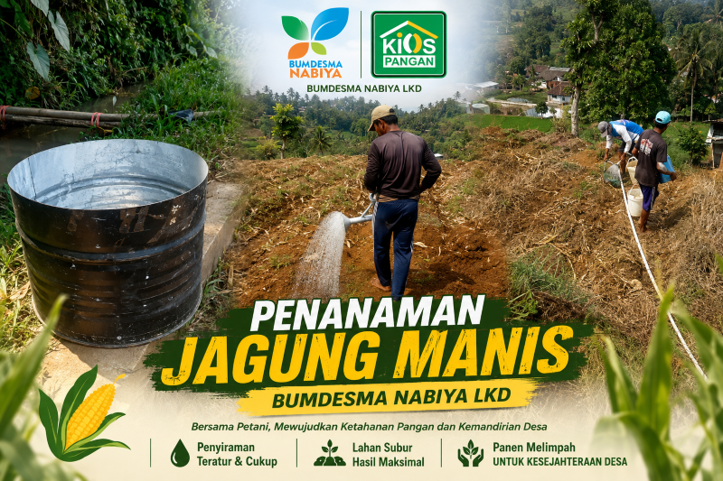 BUMDESMA NABIYA LKD Tetap Konsisten Produksi Jagung Manis di Tengah Musim Kemarau